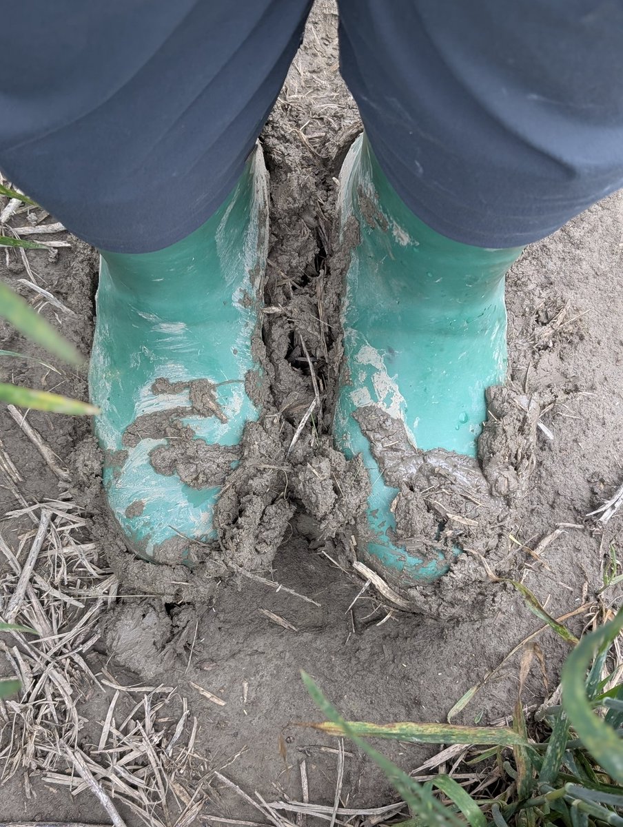 Ellen Sparry (@ellen_sparry) on Twitter photo When the weather brings 4" of rain but you have #WheatPlots to walk. #CementBoots #LegDayForAggies #SeriousAboutWheat. <a href="/thewheatteam/">Rob McLaughlin</a> When the weather brings 4" of rain but you have #WheatPlots to walk. #CementBoots #LegDayForAggies #SeriousAboutWheat. <a href="/thewheatteam/">Rob McLaughlin</a>