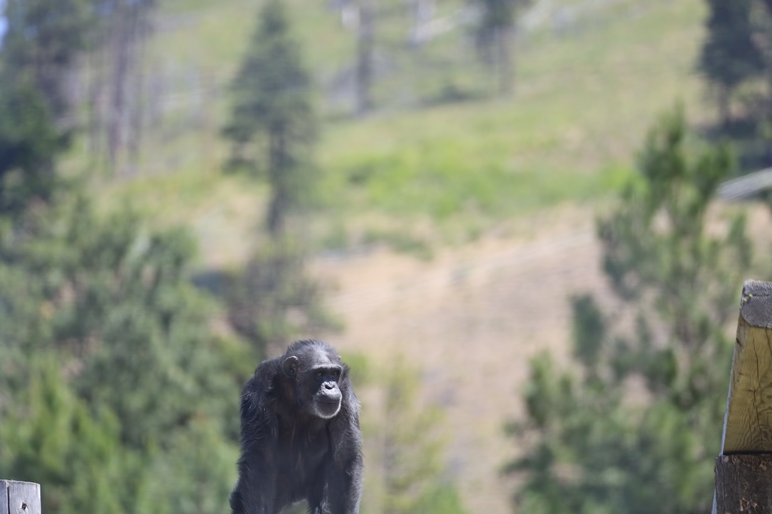 Deep Breaths! -  chimpsnw.org/2025/06/deep-b…