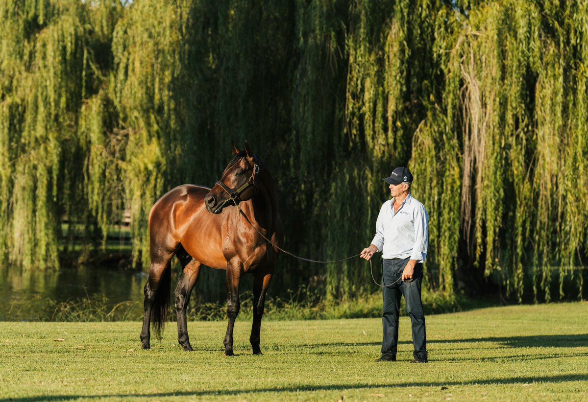 Hawaii Five Oh = Pedigree Powerhouse

✅ the ONLY Australian stallion whose first five dams are ALL Stakes winners
✅by multiple Champion Sire I Am Invincible 
✅from Gr.1 winner Aloha who has produced 2x horses to contest The Everest, Hawaii Five Oh and his full sister Libertini