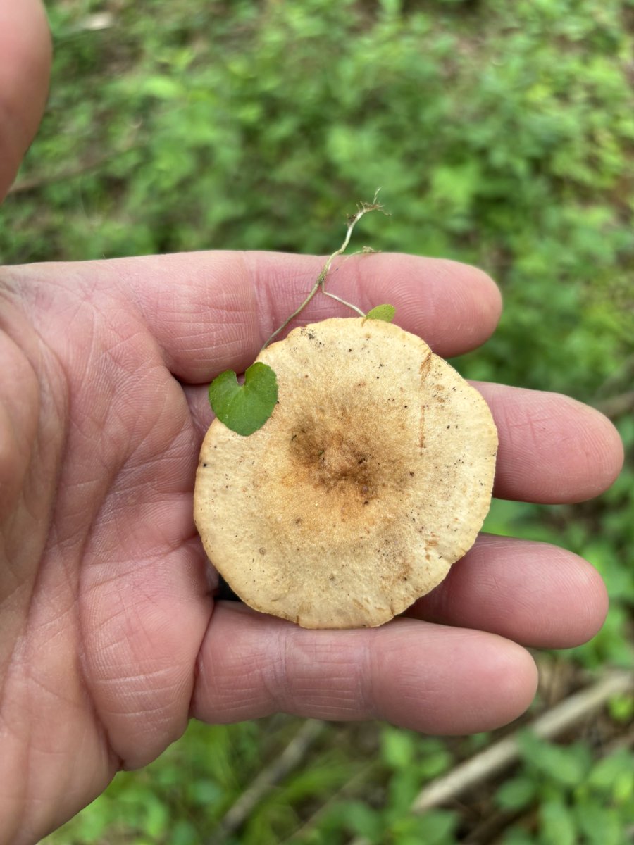 Ok hear me out , I do not do the devils lettuce 👊🏻❤️🇺🇸🙏🏼 !