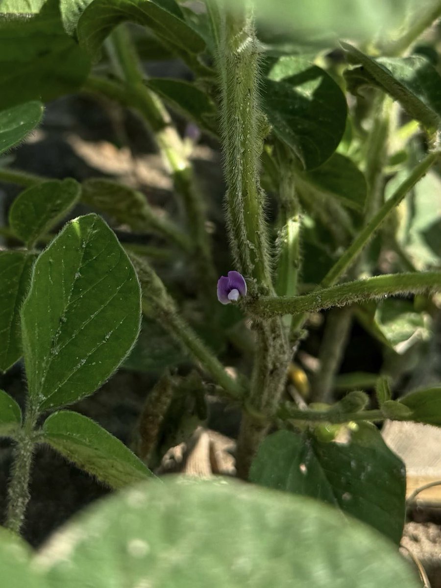 Rodrigo Werle (@wiscweeds) on Twitter photo The #WiscWeeds team spotted the first flowers in our April-planted soybeans (June 19).
For those in Wisconsin who planted soybean early and are planning a POST application of Enlist One + Liberty, nowâs the time to get ready, R1 is here or just around the corner! <a href="/badgerbean/">Shawn Conley</a> The #WiscWeeds team spotted the first flowers in our April-planted soybeans (June 19).
For those in Wisconsin who planted soybean early and are planning a POST application of Enlist One + Liberty, nowâs the time to get ready, R1 is here or just around the corner! <a href="/badgerbean/">Shawn Conley</a>