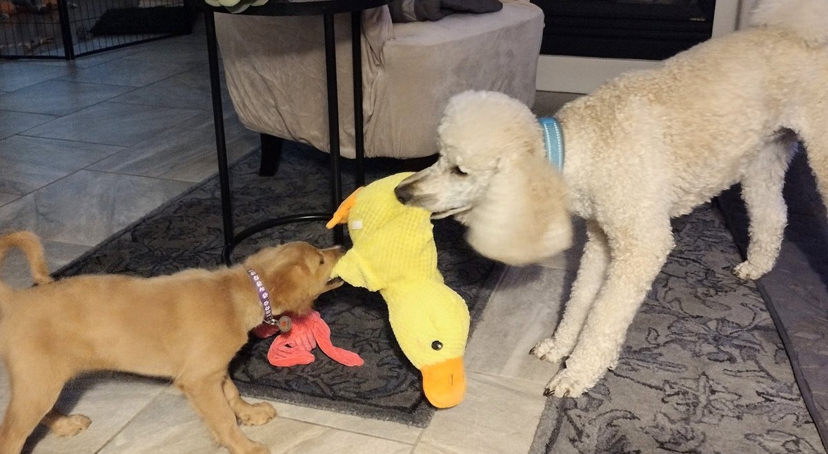 New buddies tug of war over a duck. Three months vs 4 years. Not a fair fight. #maisiemae #jazzydude