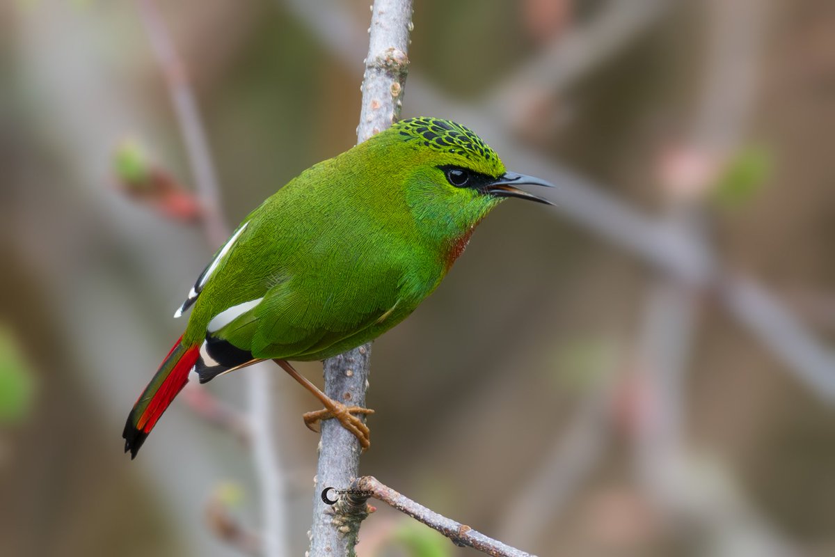 Fire-tailed Mizornis from Zuluk. 

#indiaves #thephotohour #birdphotography #BBCWildlifePOTD #natgeoindia #BirdsSeenIn2025