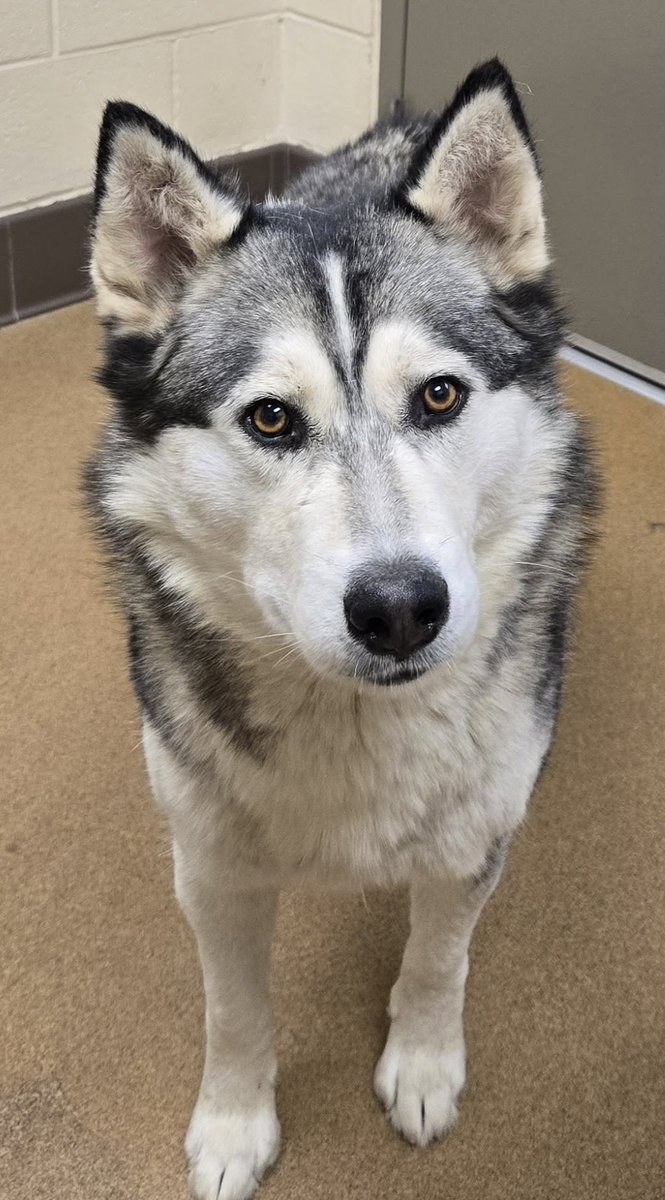 Reposting for amazing Henry #251989. A loyal and intelligent 4 year old who deserves so much more than what lies ahead. Located in deadly Apple Valley CA, he's dangerously close to being added to the euthanasia list. Currently he's getting little attention, please help us change