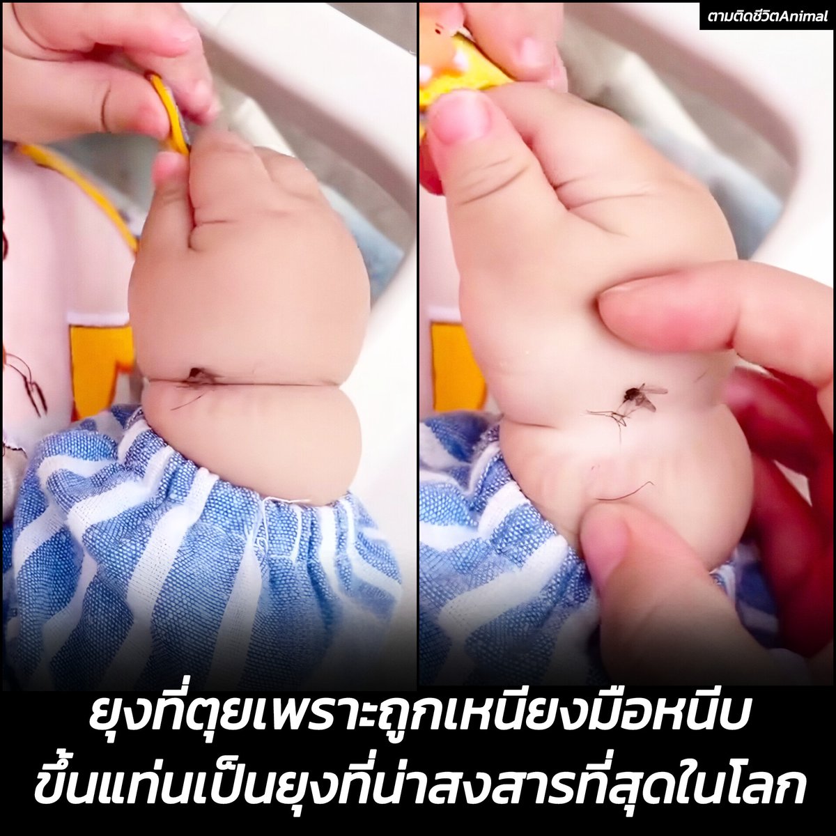 AnimalFW_TH's tweet image. ยมบาล : เจ้าเป็นอะไรถึงตุย
น้องยุง : ผะ ผม โดน เหนียง มือ หนีบ 🥹
ยมบาล : (เปิดสมุด)....ระ เรื่องจริงงั้นเหรอ
น้องยุง : 🥹
ยมบาล : เอาล่ะ งั้นขึ้นสวรรค์ได้