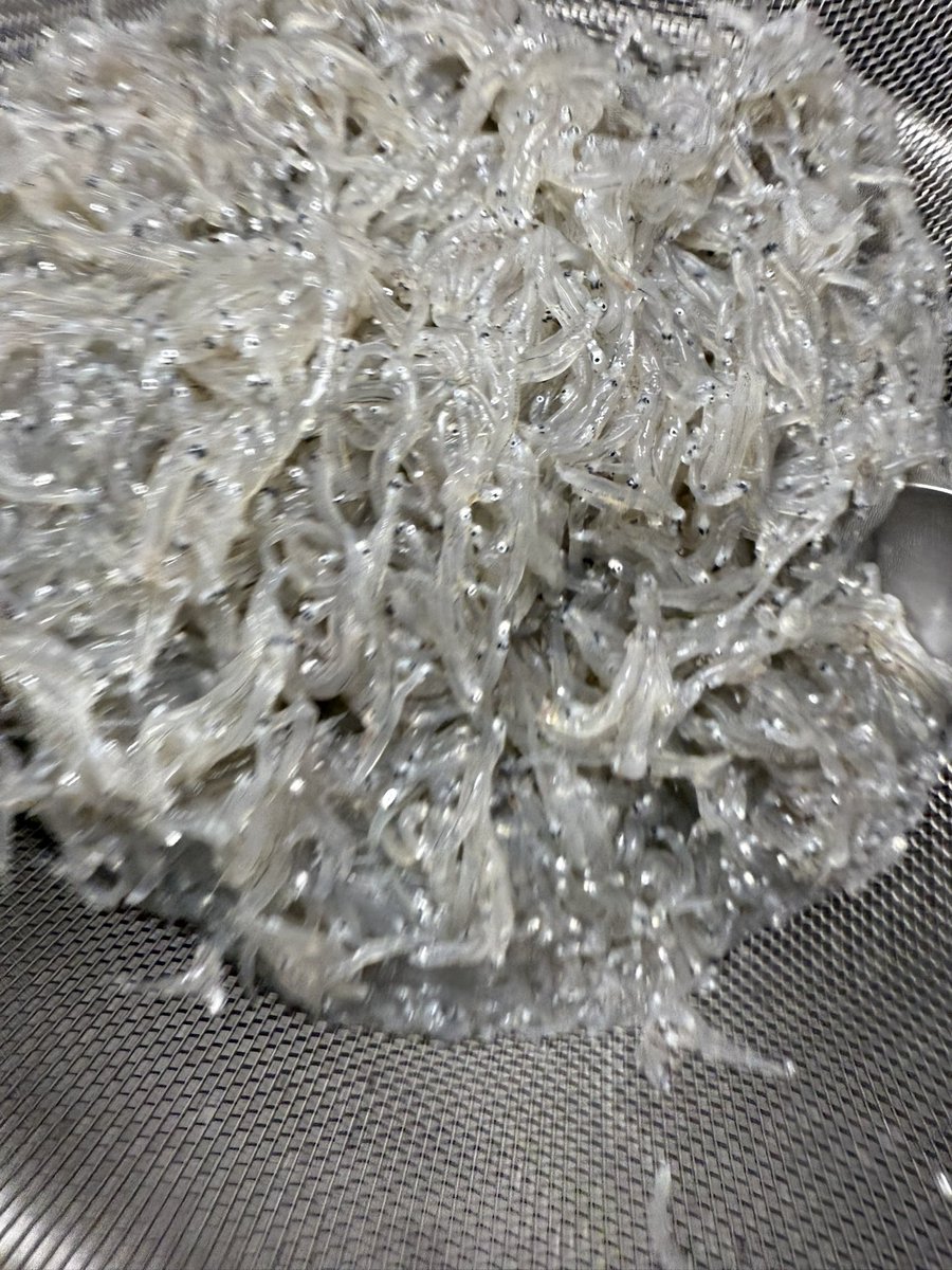 こんにちは☀️

朝獲れ生しらす
入荷しました✨

本日のランチは…
しらすの天ぷらかアジフライ とお刺身が選べる丼ぶりランチ💖

アジ
スズキ
マグロ
生しらす
釜揚げしらす

ご来店お待ちしてます💖

#湘南
#江の島
#ゑじま
#小出農場
#新潟コシヒカリ
#生しらす情報