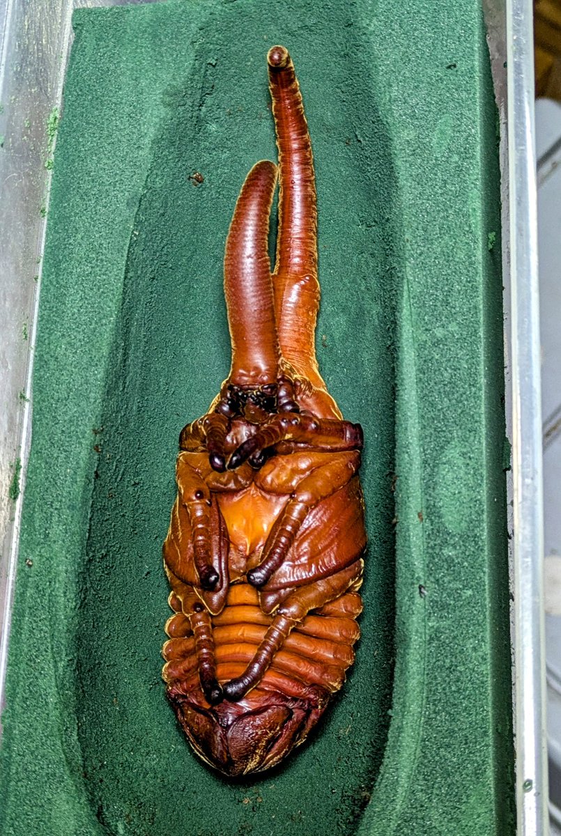 リッキーも早期がポツポツ蛹に
ウチはヘラヘラより剛角の血が入ったリッキーの方がサイズ狙える