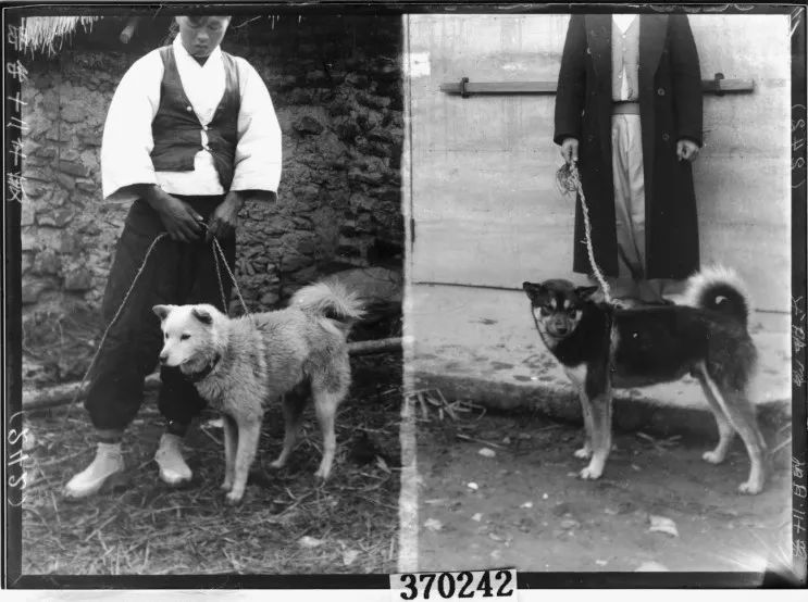 JindoOnEth's tweet photo. #Jindo are inscribed into the history of Korea just as the #ShibaInu are of Japan.

$JINDO on $ETH!

0xC768ECc415b2511A5c4ac30302bD90B870091339

$COCORO $AROS $NAKA $TAIKI $ISHI https://t.co/nKBCAlMrXs