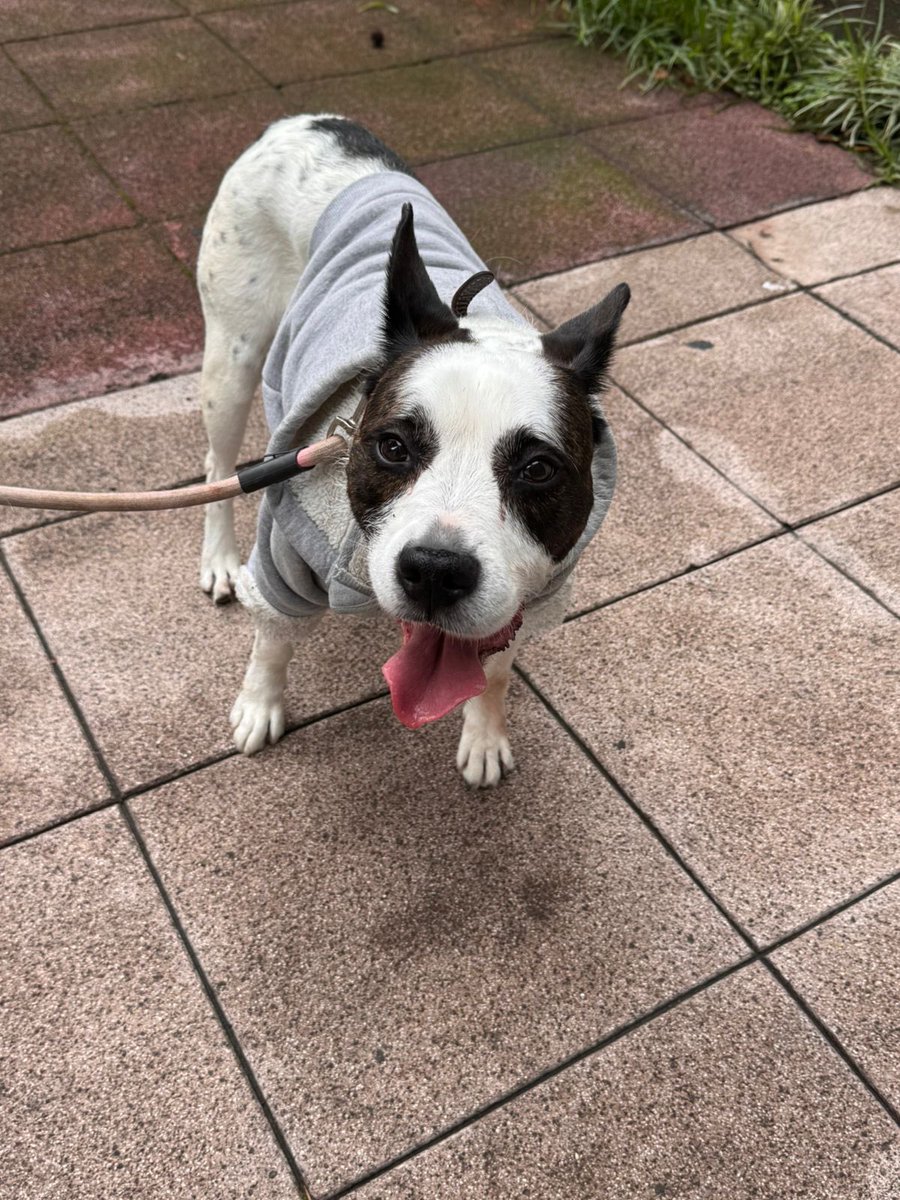 Amigos 🚨🚨🚨

Por la tarde una amiga encontró a esta perrita en la colonia Alfonso XIII en periférico, a punto de cruzarse.

Y favor de compartir para que sus dueños den con ella 🙏🏼
