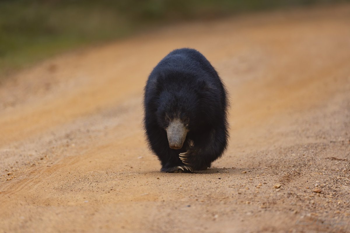 Evening walk.  A Sloth Bear takes a slow evening walk in Wilpattu National Park. 

#srilanka #wilpattu #slothbear #bear #canonwildlife #srilankanwildlife #srilankansafari #nature #safari #wild #WildlifePhotography #naturephotography #travelphotography #adventure #photooftheday