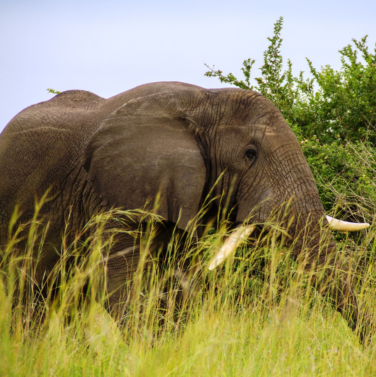 Wildlife dreams on Kasenyi Plains! Lions, elephants &amp; kobs await. Make your dream safari reality: queenelizabethnationalparkuganda.com/attractions/ka… #kasenyiarea #kasenyiplains #kasenyiplainsinqueenelizabethparkuganda