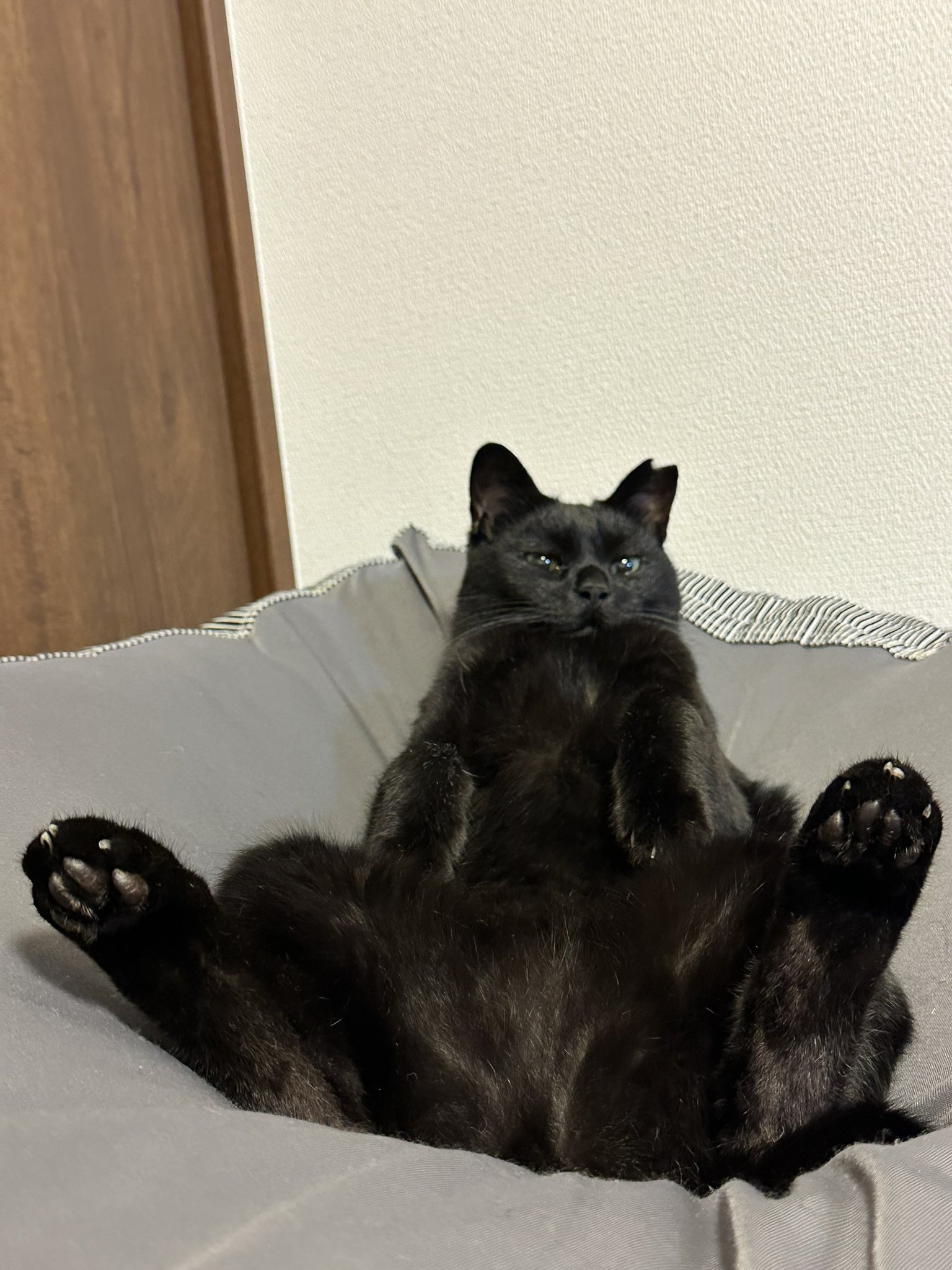 黒猫 黒猫つくねちゃん太しっぽ on X: 