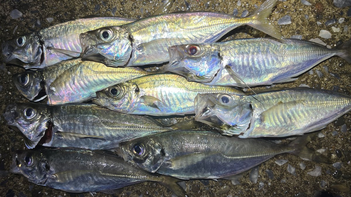 Sablemay's tweet image. タコ5連勝中！
アジはサイズ小さくポツポツだけど…