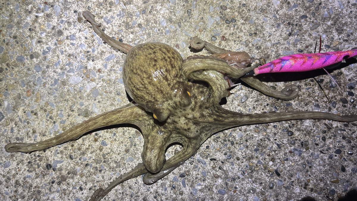 Sablemay's tweet image. タコ5連勝中！
アジはサイズ小さくポツポツだけど…