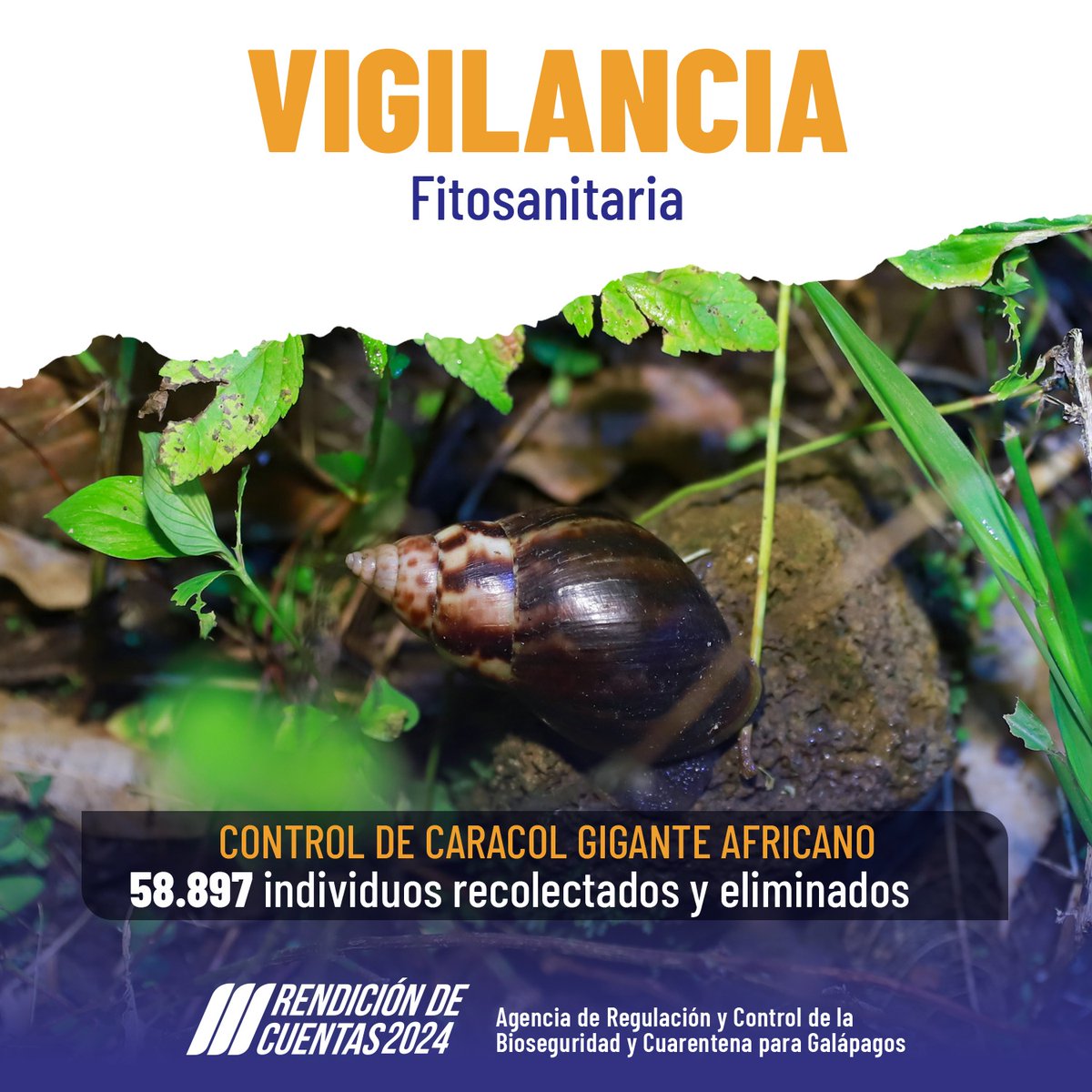 El caracol gigante africano (Lissachatina fulica), está ubicado dentro de las 100 plagas más invasoras del mundo, pone en riesgo la salud, economía y bienestar de Galápagos. La Unidad Fitosanitaria realiza el control de este molusco.

#RendiciónCuentasABG2024