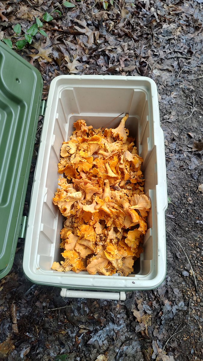 The chaser <a href="/mushroom/">Lexie</a> <a href="/fungi/">Fungi</a>