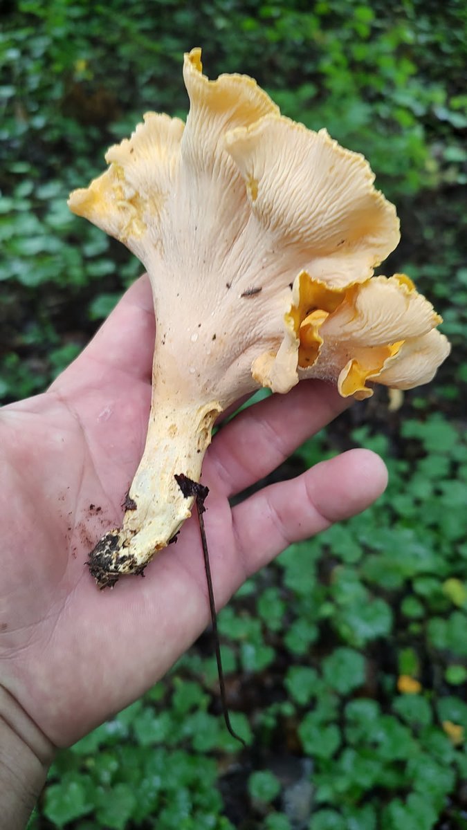 Aurelio Galli tweet media