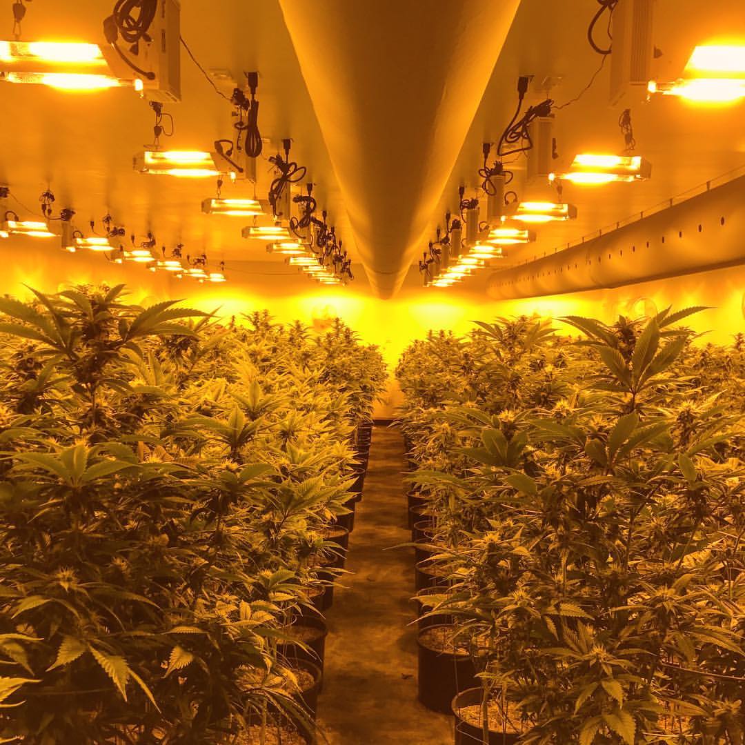 3brossantacruz's tweet image. @3brosgrow has rows! We got rows in different area codes area codes! #3brosgrows #hedgefun #flamethrowers #LAtotheBAY