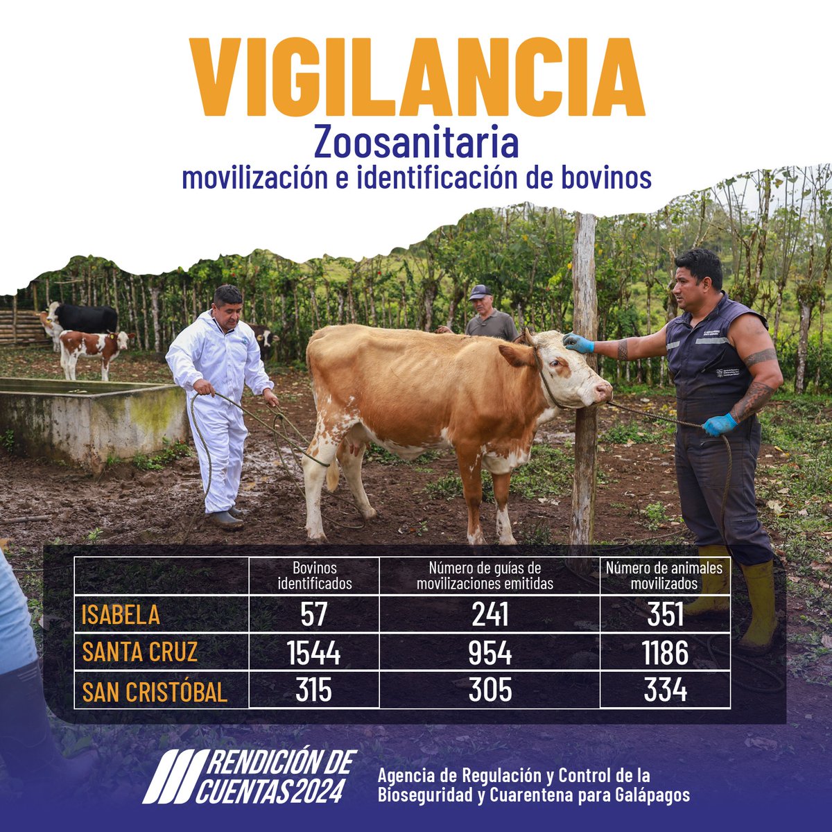 Veterinarios y técnicos de la #ABG realizan actividades en campo, brindado asistencia médica e identificación (areteo), para el proceso de trazabilidad del hato ganadero. Además, se verifica que la movilización de animales cumpla con la normativa. 
#RendiciónCuentasABG2024