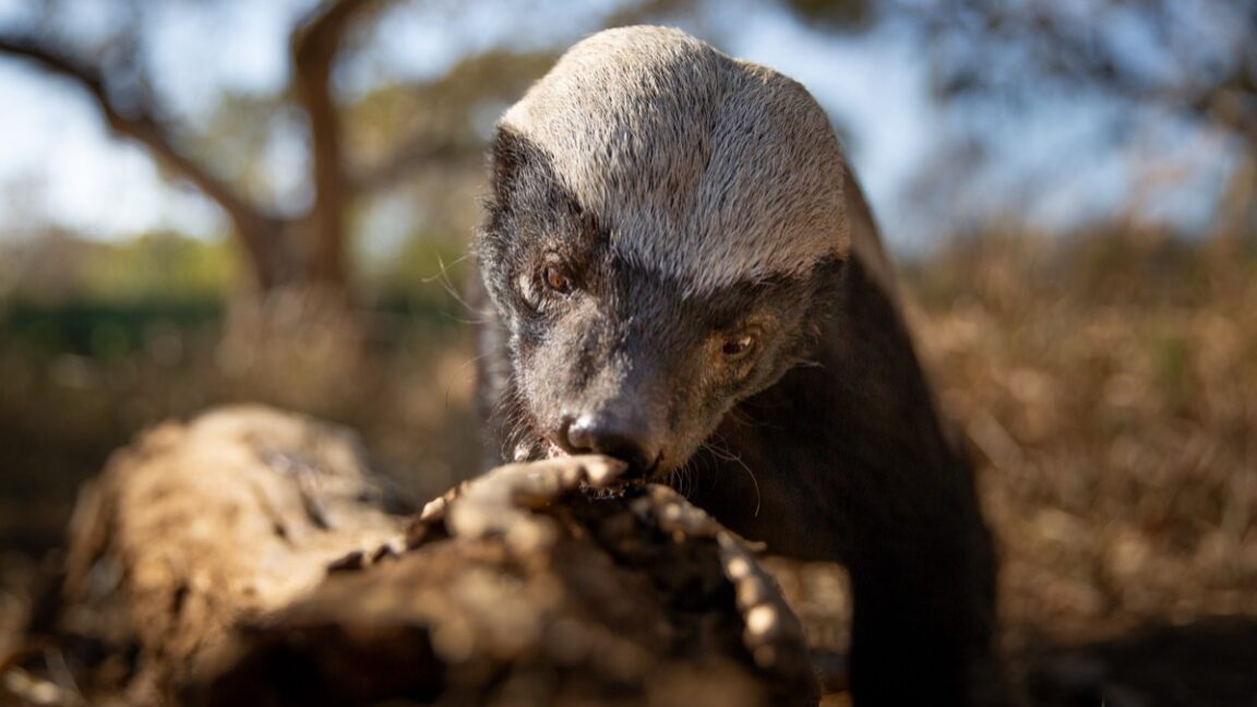 Delightfully Irreverent Underdogs Isn't Your Parents' Nature Docuseries: Per the official premise, " Underdogs features a range of never-before-filmed scenes, including the first time a film crew has ever entered a arstechnica.com/science/2025/0……