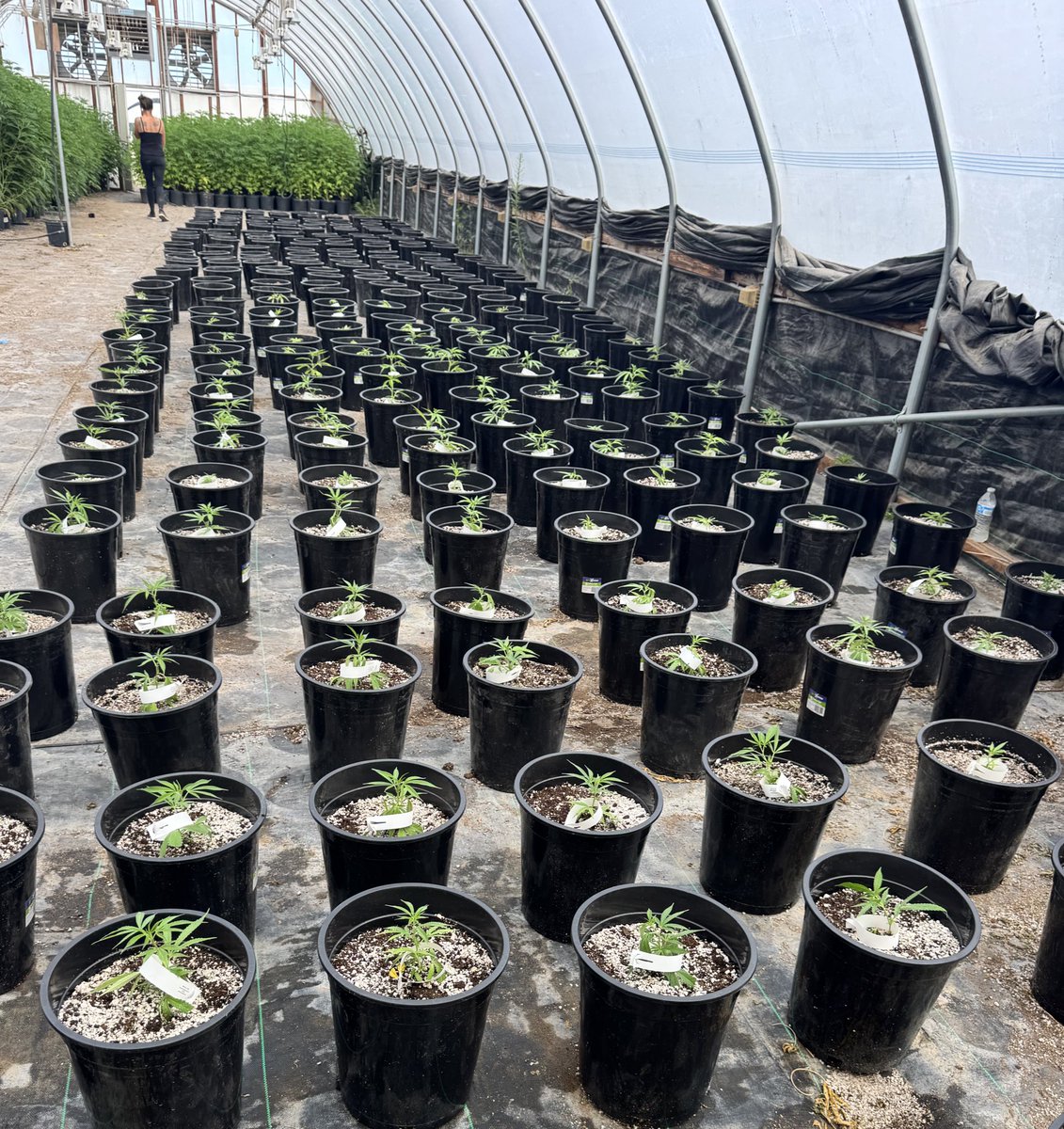 LordoftheRaids's tweet image. Hope you all had a great day today! Big plants being moved out to the fields, while new ones are being planted in their place. #FarmLife #cannabis #PositiveVibes #letsgrow #exhausted #farmer