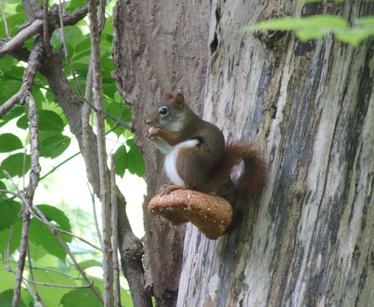#RNUP is a great place to sit back and enjoy the scenery like this red squirrel which is eating parts of his chair (fungus). #Scarboroughmirror #RougeNUP <a href="/RNUP_NOW/">RougeNational_NOW</a> <a href="/RougePark/">Rouge National Urban Park, Parks Canada</a> <a href="/Rouge_Valley_CC/">Rouge Valley CC</a> #ScarbTO #RNUP #Hiking @OmarMcDadi