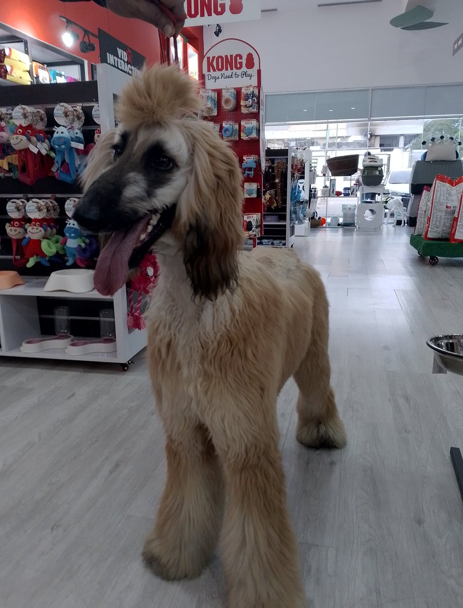 samuelr_sr's tweet photo. Buenas noches !! 🌐 😁
Punky 💖 💯 🐕
#Doglover
#Dogs
#Afgano https://t.co/1zabeVNg9A