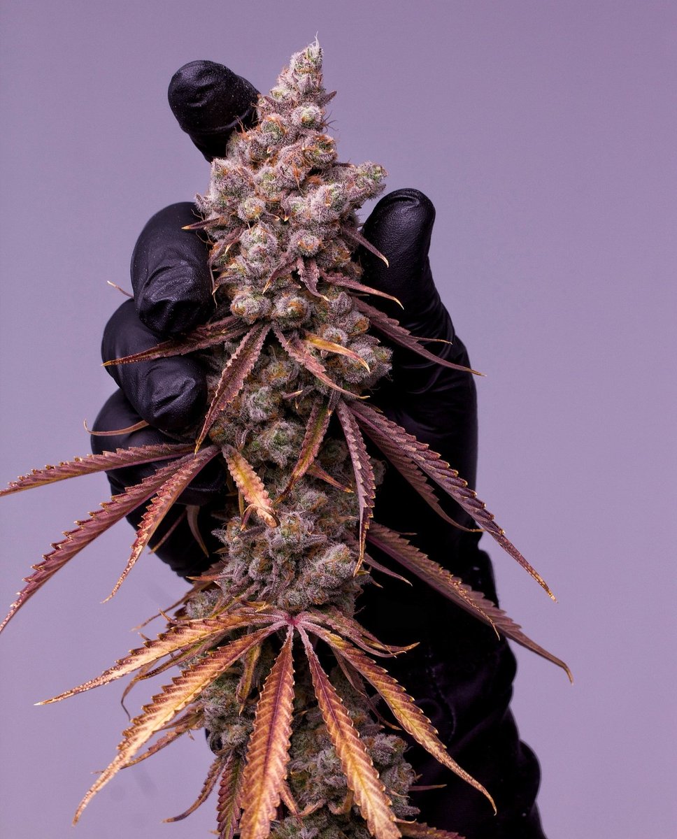 moonmadefarm's tweet photo. Platinum Jedi #1 π΄ββ οΈ π΄ββ οΈ
.
#marijuana #cannabis #rosin #organic #cannasseur #hashish #medicalmarijuana #cannabisculture #herb #hightimes #indoorplants
#highsociety #growdiaries #flower #bud #dabstar #indoorgrow #boredfarms #stonernation #nature #weedstagram #bud #growcannabis https://t.co/Fn42EU6Jca