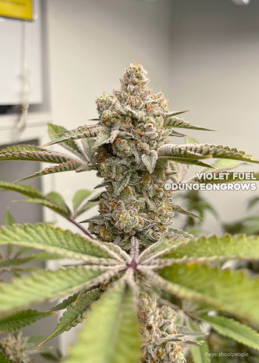 Violet Fuel 🔥
Grown/Photo by DungeonGrows (Discord)
Bred by #SquareOneGenetics

#cannabis #cannabiscultivation #nugshot