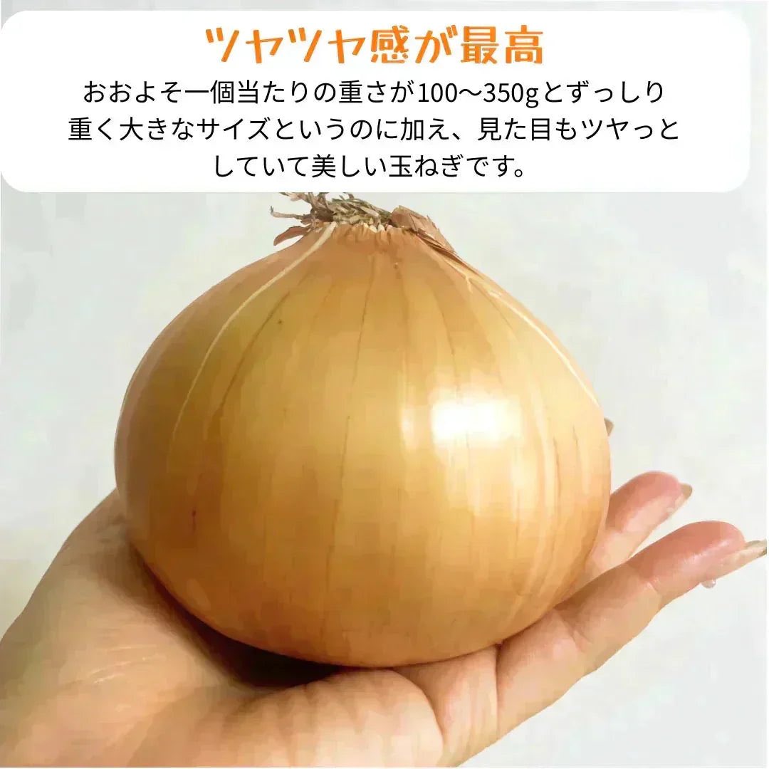 e_ri32's tweet photo. 【北海道〜関西まで(東日本限定配送)】つやつやたまねぎ 1.5kg(1kg+補償分500g) 有名ホテルや大手チェーン店も御用達 玉ねぎ 玉葱 野菜 青果 農家【カウシェファーム収穫対象商品】 #カウシェ
https://t.co/fWbcSLTIJD https://t.co/pwuxy7pDbr