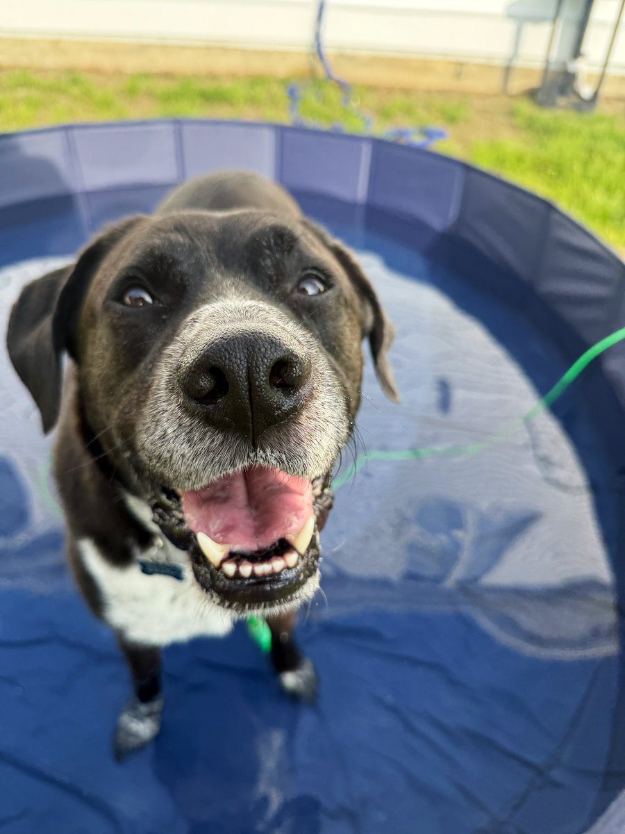 zedopup's tweet photo. I haven’t posted in a long time but no better way to make a return than with a pool picture to celebrate the first day of summer tomorrow #dog #summer https://t.co/BCTNTfKh9Y