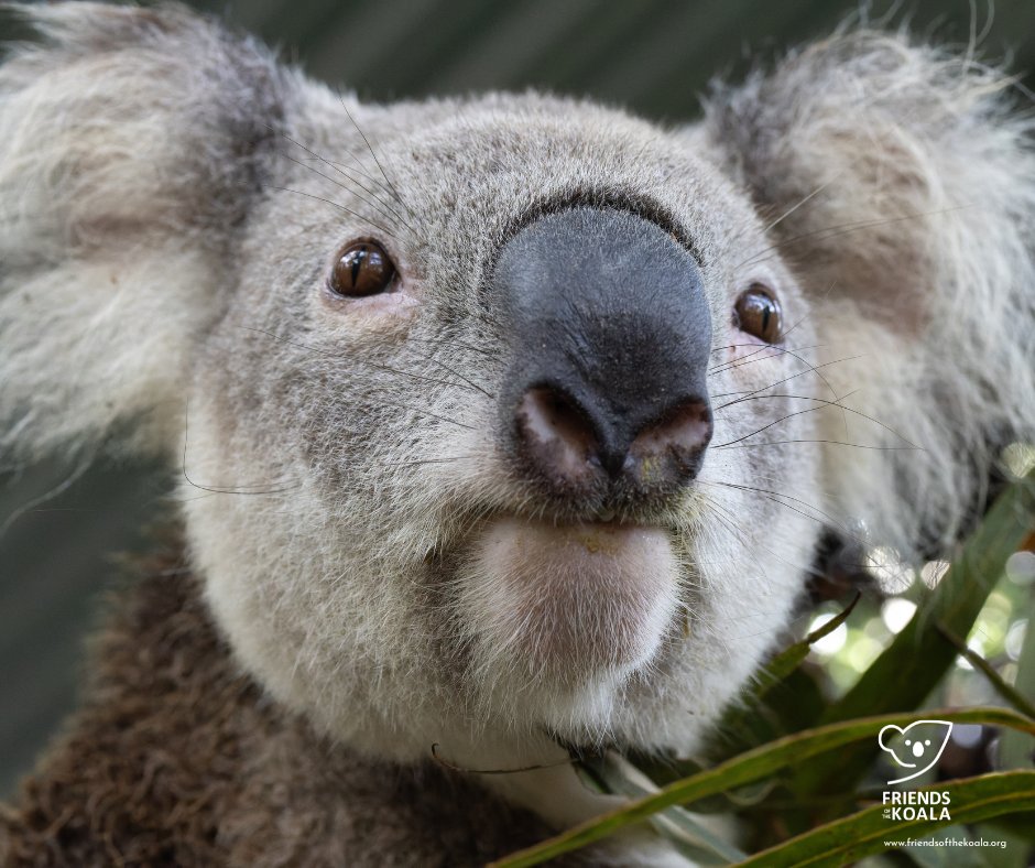 9-year-old Reef recovered well, gained weight &amp; body condition &amp; was approved for release! He is now off living his wild adventures again! It is always such a joy to release koalas home! Good luck, Reef! 💪🐨