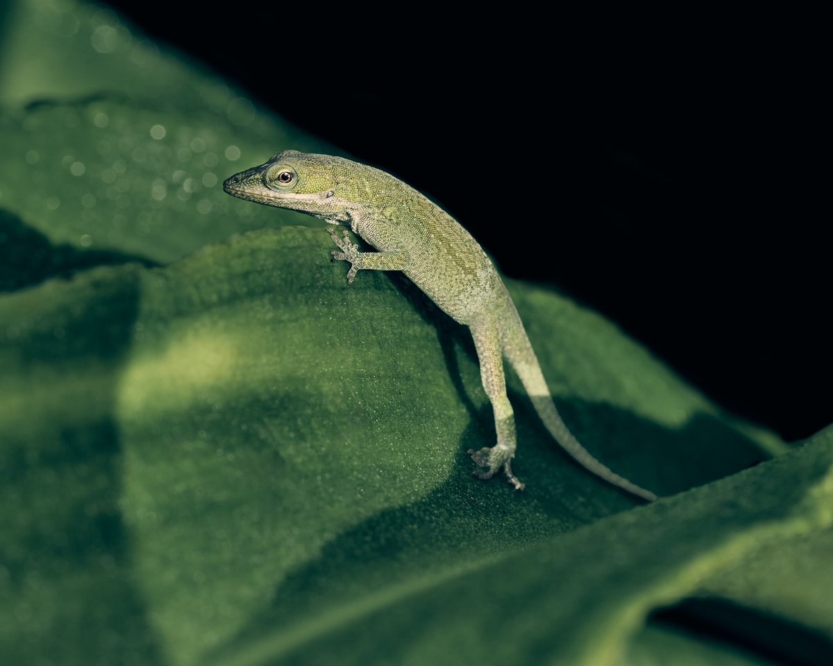 lowbassphotog's tweet photo. I see you over there #greenanole #anoliscarolinensis #anole #lizard #reptile #wildlifephotography #photography #naturephotography #herpetology #scales #arboreal #native #herping #appicoftheweek #canonfavpic #captureone https://t.co/df7cXYIuT7