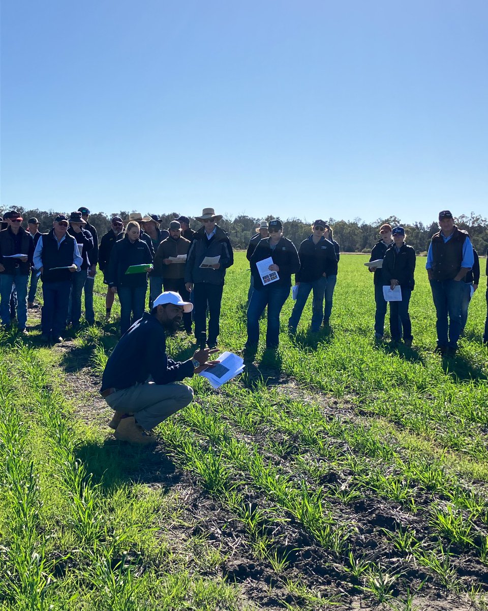 GRDC North (@grdcnorth) on Twitter photo 📍 #CroppaCreek + #Pallamallawa, NSW
Big crowd for pre-emergent #herbicides field walk, focusing on #cropsafety & #Phalaris efficacy trials. Day linked to #NationalGrowerNetwork projects, including this <a href="/BSChauhan76/">Prof (Weed Science) Bhagirath Chauhan</a> #NGN 👉 bit.ly/45uwBqf
📅 bit.ly/44lYKhY 📍 #CroppaCreek + #Pallamallawa, NSW
Big crowd for pre-emergent #herbicides field walk, focusing on #cropsafety & #Phalaris efficacy trials. Day linked to #NationalGrowerNetwork projects, including this <a href="/BSChauhan76/">Prof (Weed Science) Bhagirath Chauhan</a> #NGN 👉 bit.ly/45uwBqf
📅 bit.ly/44lYKhY