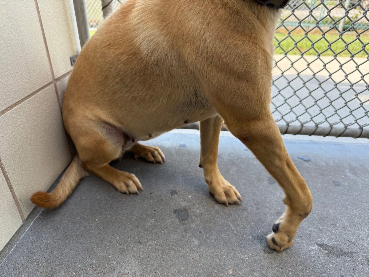 This precious baby is RYLIE #A381804 her little leg is injured,she is dragging it,to the point where it has callused up,so sad 😭 
She is absolutely adorable,even though she is in pain!
WE have got to save her!
PLZ #PLEDGE FOR MEDICAL RESCUE 🛟 
She is so sweet! #CorpusChristi