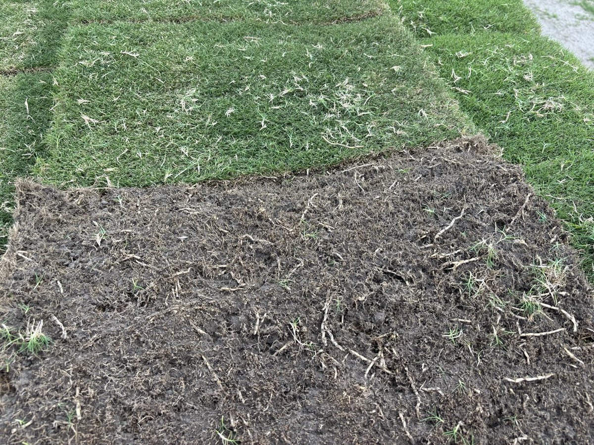 Northbridge Bermuda #greenacresturfsc #sodsolutions #northbridge