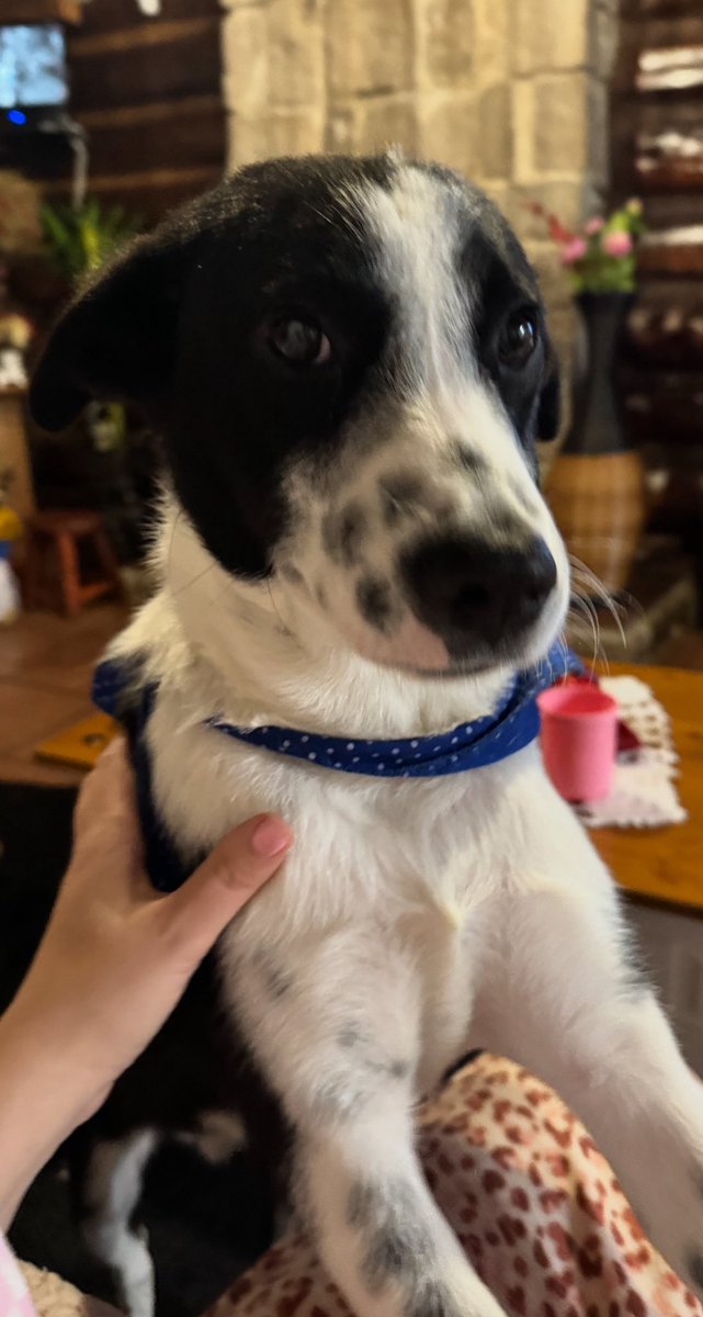 Rufo pasó por maltrato, por frío, por lluvia, por hambre, atado en una cadena… 
Lo adopte y tiene mucho amor para dar, adopten 🐶