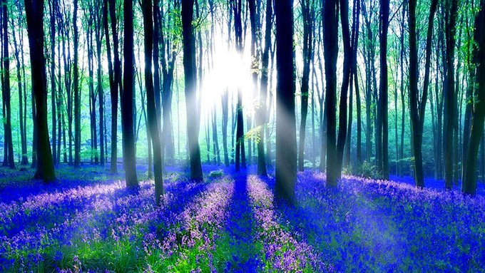 honky_tonk's tweet photo. Once, the forest of belief was blocking the light of Soul.
Now, the effect of thinning out is appearing.

かつて、観念の森が魂の光をブロックしていました。
今は、間引きの効果が出ています。
#InnerPlace #内側 #BeliefSystem #観念
RP @AvellarPaulo https://t.co/ocxRiMRzK5