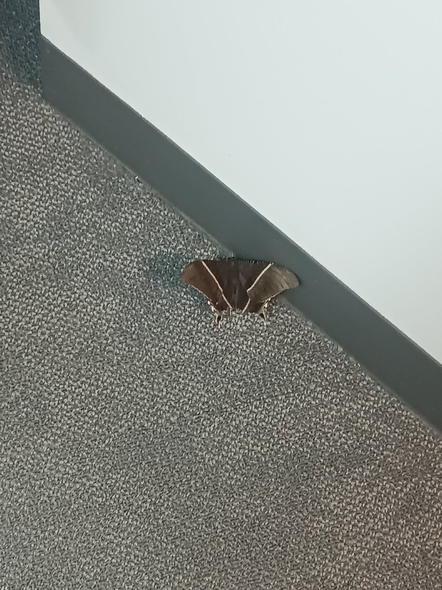 PATataaaaas's tweet photo. @karvic_ Nakapasok na sya sa loob ng office namen sa McKinley HAHAHAHHAHAHAHA https://t.co/2utHz7bK3t