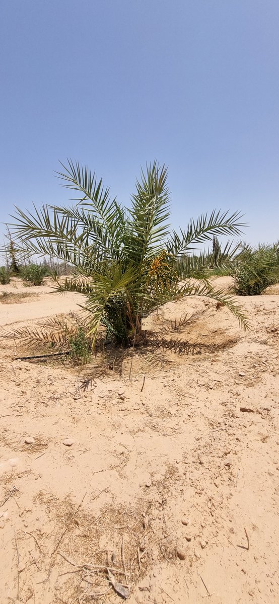 EFERCHICHI's tweet photo. Sustainability of projects led by CSOs is one the pillers of @GEF_SGP success.
Visiting a project in a 🇹🇳oasis which established a gene bank of local varieties of palm dates resilient to #Climate_Change and salinity shows excellent achievements, one year after of project closure. https://t.co/NjRF7hL1Zc