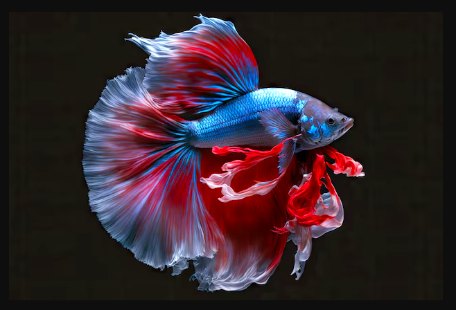 geologyBits's tweet image. In Geology ✔️ Mineralogy - Botany
#Ichthyology #SiameseFightingFish #Betta #TropicalFish

 📸 Daily Image: Just Enjoy!  

 🔁 Siamese fighting fish: (Betta splendens)

The Siamese fighting fish is a vibrant, freshwater fish native to Southeast Asia, known for its striking colors