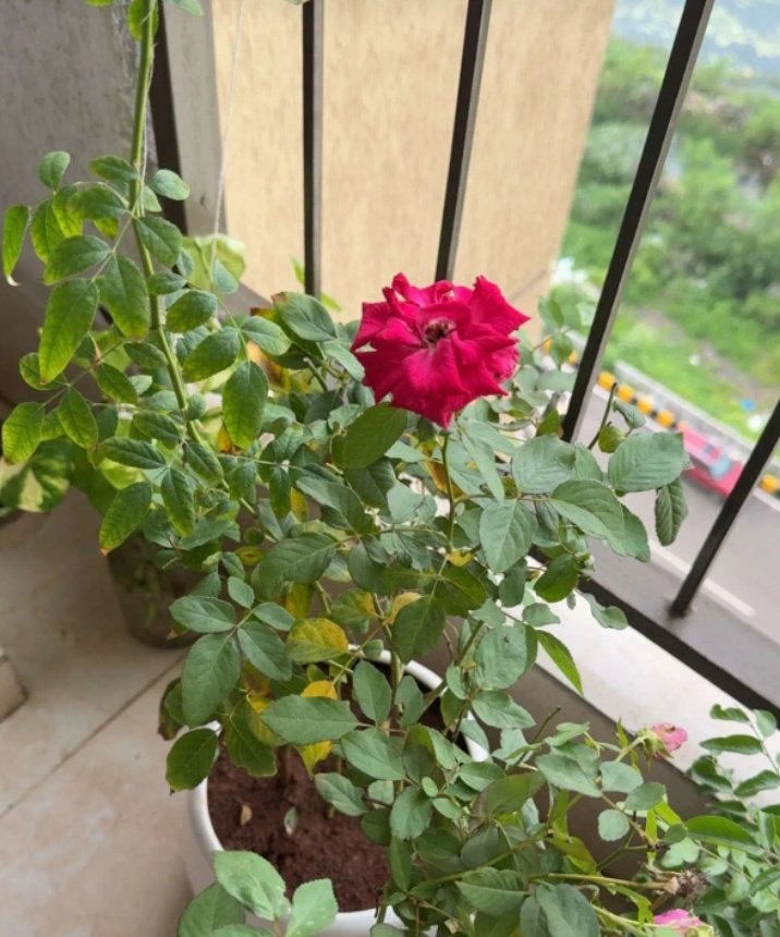 #तुम जो बताते हो औरों को #जीने का तरीका..

ख़ुद अपनी #मुट्ठी में मेरी #जान लिये फिरती हो 
#राम_राम