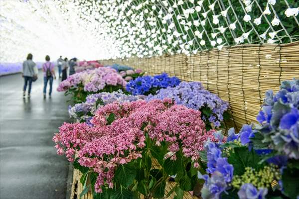 なばなの里 初夏のお楽しみ】なばなの里では、今まさにあじさい