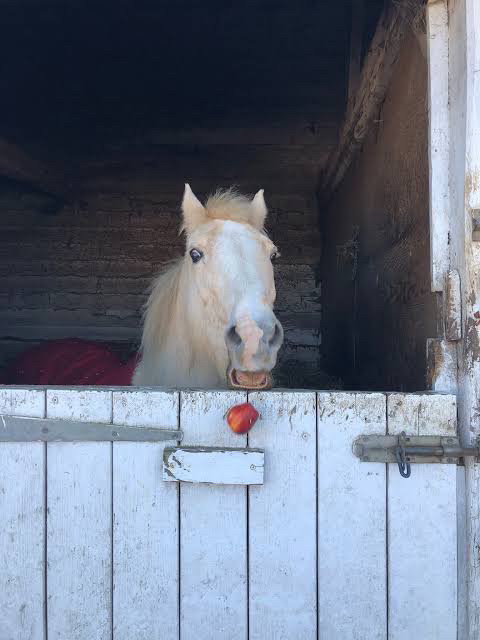 5WeekMigraine's tweet image. Me me horsey