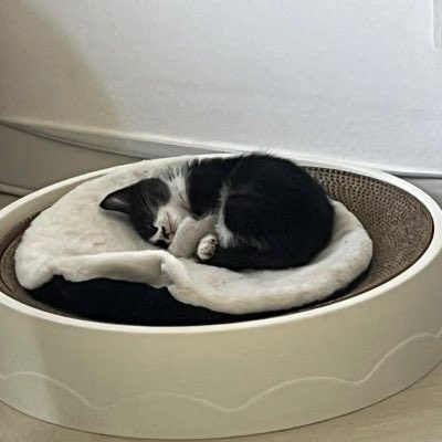 문학냥이 스카이박스 근무하시던 분이 입양해서
잘 살고 있대 😻❤️ 이름은 도루래요 ㅋㅋㅋㅋ