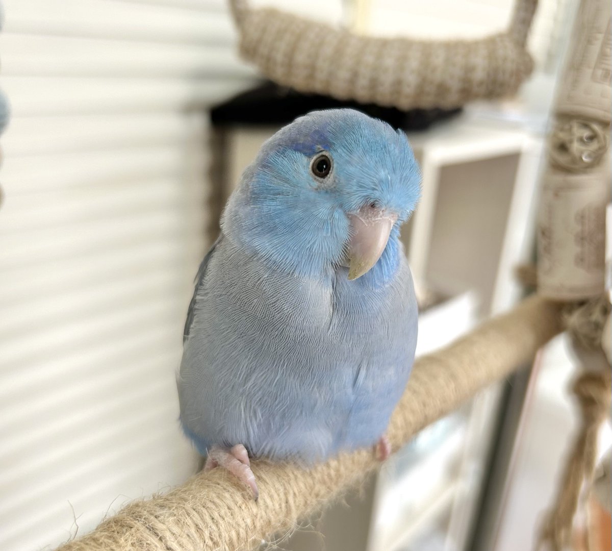 12時間半寝て体重測って少しご飯食べてマッサージ15分受けたぽぽすけ🕊️