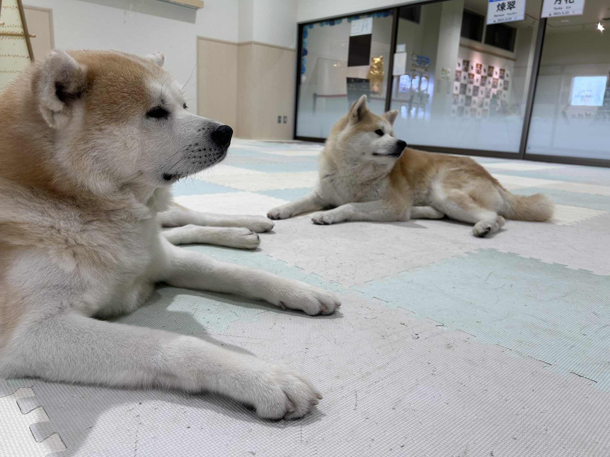 楽天市場】犬 お散歩ライト 光る ライト 散歩 USB充電 おすすめ