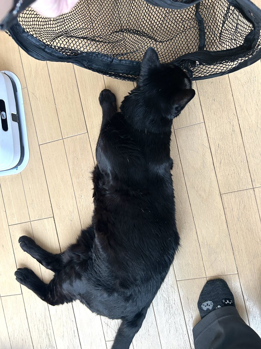 mofusand 黒仔猫にゃんマスコット | 商品紹介 | 株式会社
