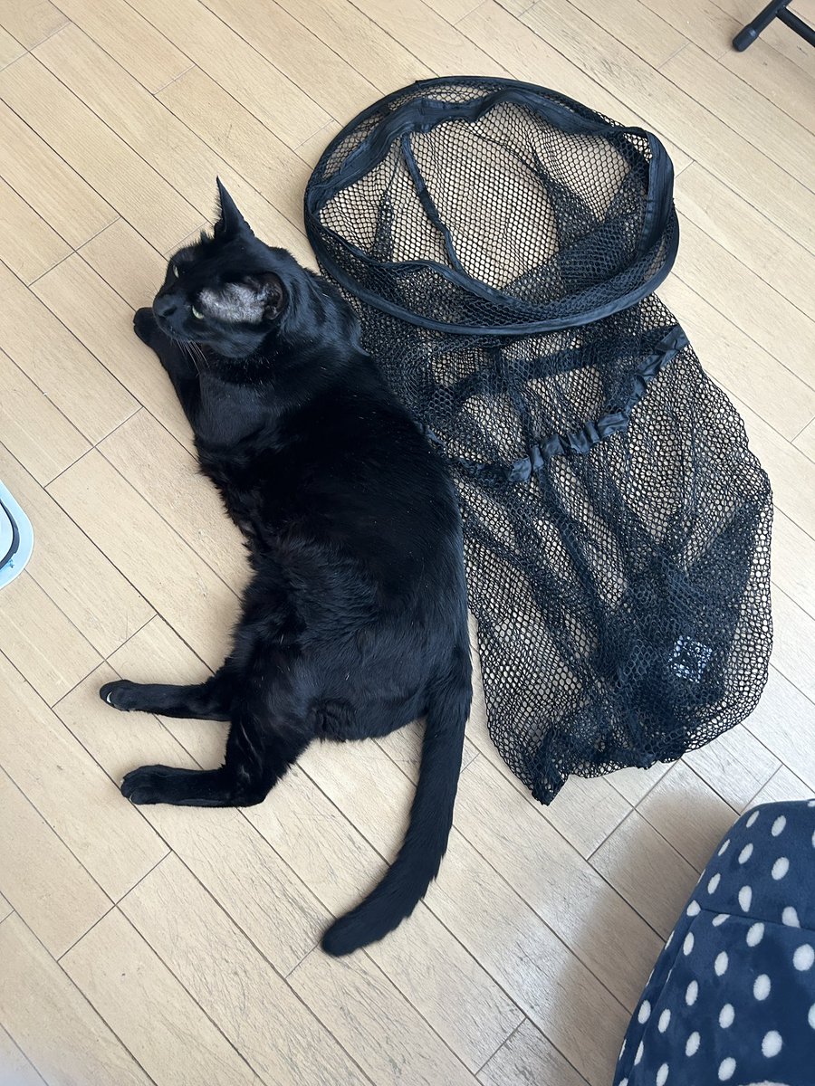 黒ネコにゃんにゃん13点お取り置き分