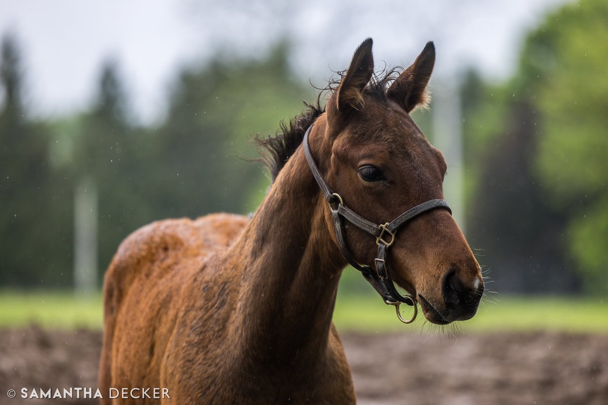 Samantha Decker (she/her) 📷 (@sdeckerphoto) on Twitter photo Happy Foal Friday! Connect colt out of Herwaze at Mahoney Eden Manor in Saratoga.
<a href="/BrittWadsworth/">Britt Wadsworth</a> <a href="/LanesEndFarms/">Lane's End</a> <a href="/nytbreeders/">NYTB</a> Happy Foal Friday! Connect colt out of Herwaze at Mahoney Eden Manor in Saratoga.
<a href="/BrittWadsworth/">Britt Wadsworth</a> <a href="/LanesEndFarms/">Lane's End</a> <a href="/nytbreeders/">NYTB</a>